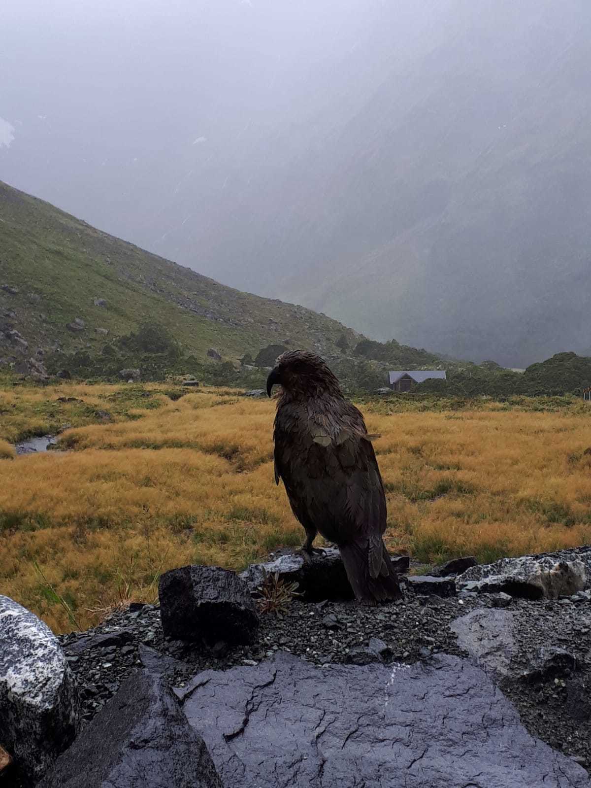 New Zealand. - My, New Zealand, Nature, Longpost