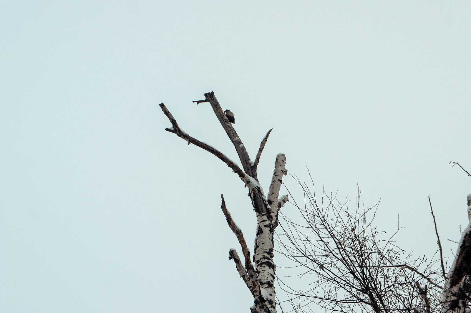 In winter, in the village - where the pines grow - My, Travels, Winter, Story, Travel across Russia, Marmot, Longpost