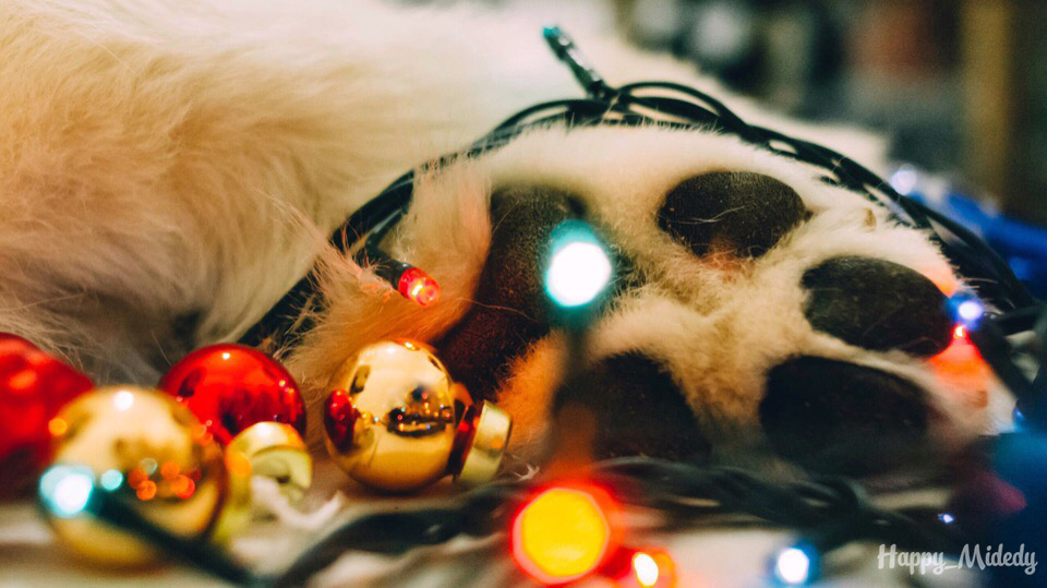 New Year's paw - Dog, New Year, Samoyed, My