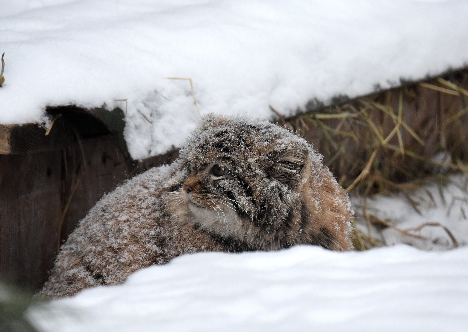 Manul in the snow. - Pallas' cat, Catomafia, Snow, Winter, Longpost, cat