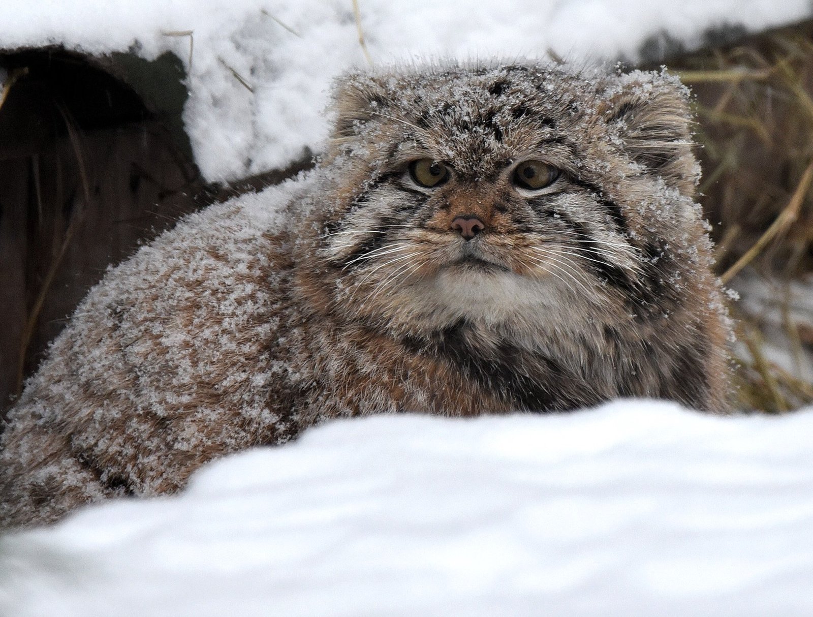 Manul in the snow. - Pallas' cat, Catomafia, Snow, Winter, Longpost, cat