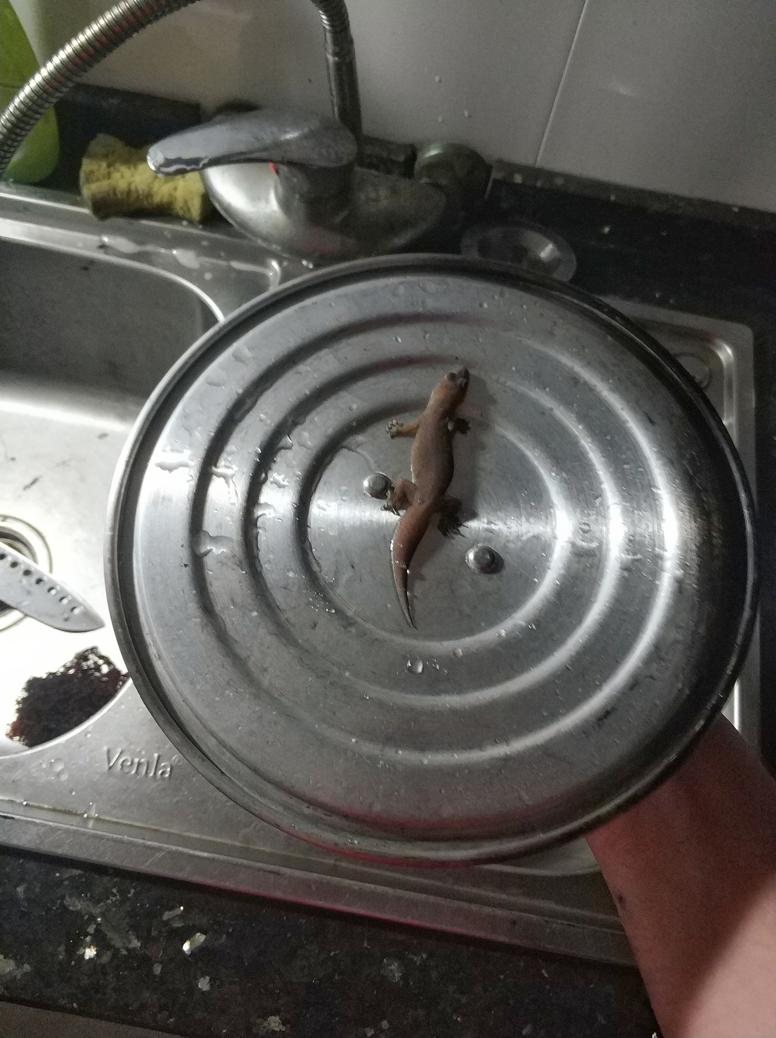 When I decided to wash the dishes - My, Asia, Vietnam, Lizard, Good morning, Gecko, Longpost