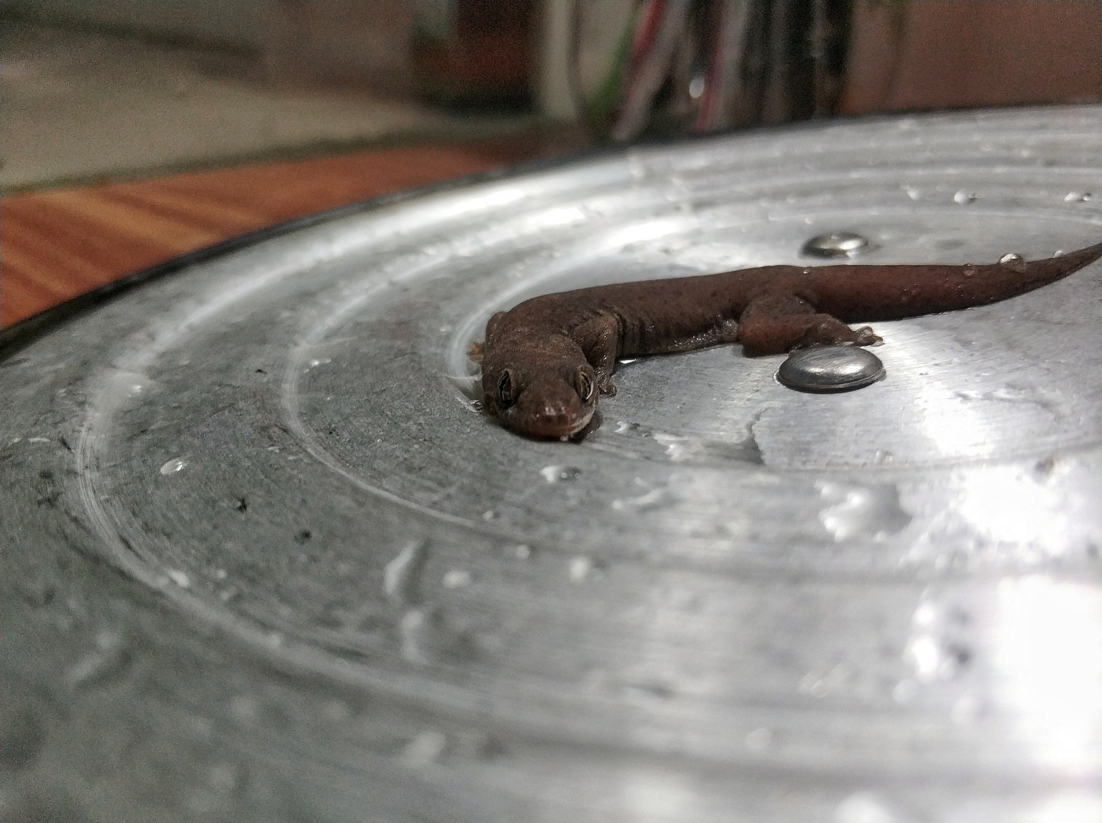 When I decided to wash the dishes - My, Asia, Vietnam, Lizard, Good morning, Gecko, Longpost