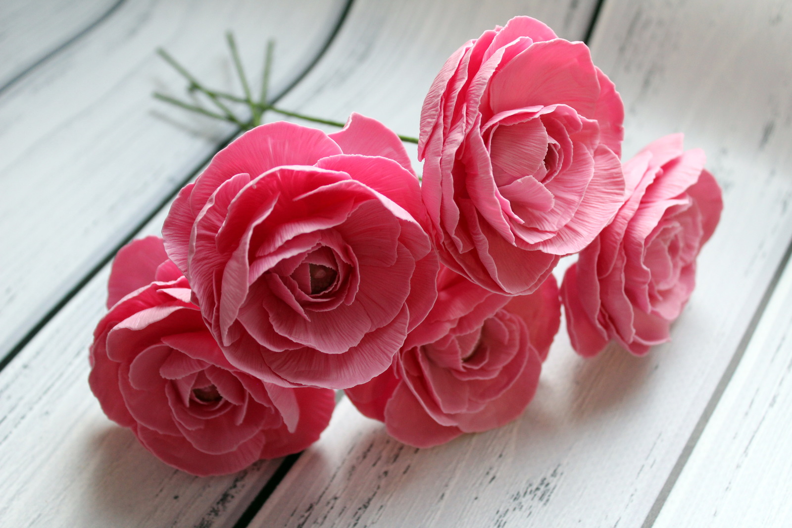 ranunculus or buttercups - My, Ranunculus, Лепка, Polymer clay, Longpost