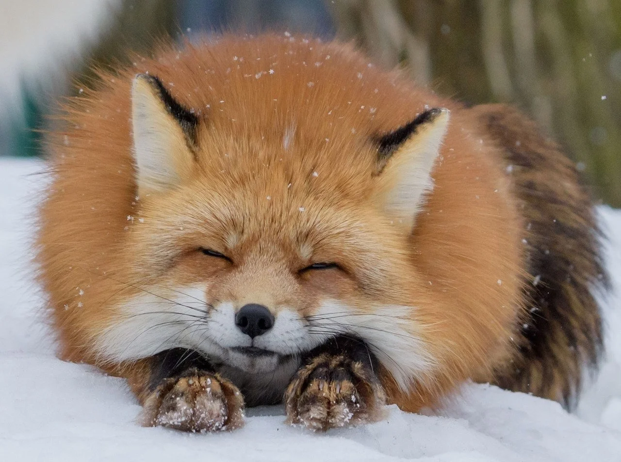 Fyr-fyr - Fox, Animals, Dream, The photo