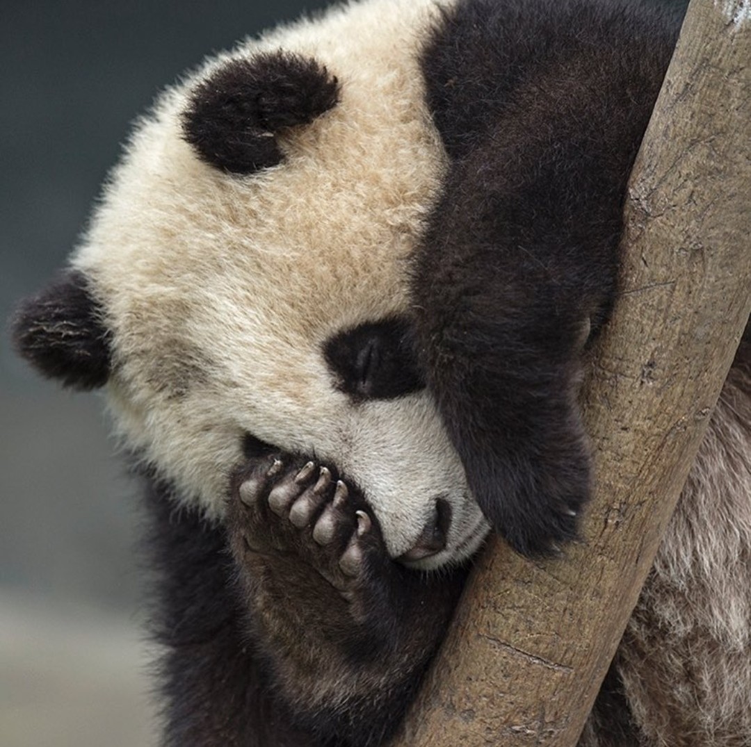 On the first day after Christmas - New Year, Holidays, Holidays, Panda