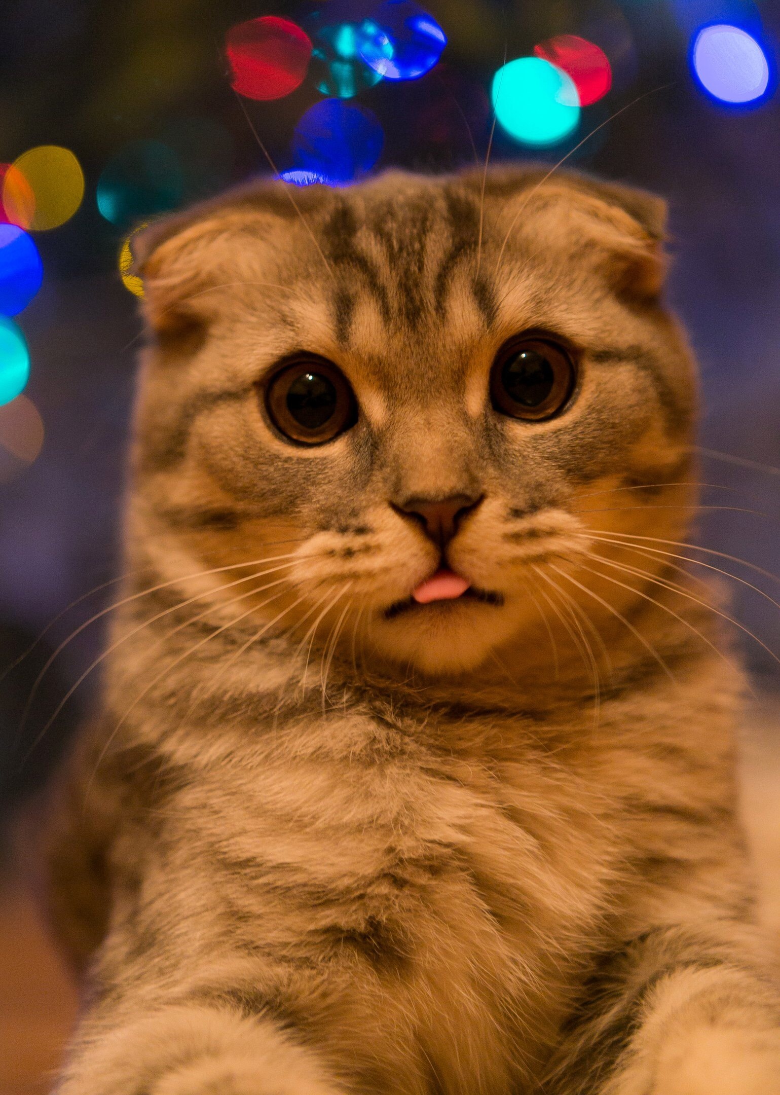 Красивая кошка показывает язык