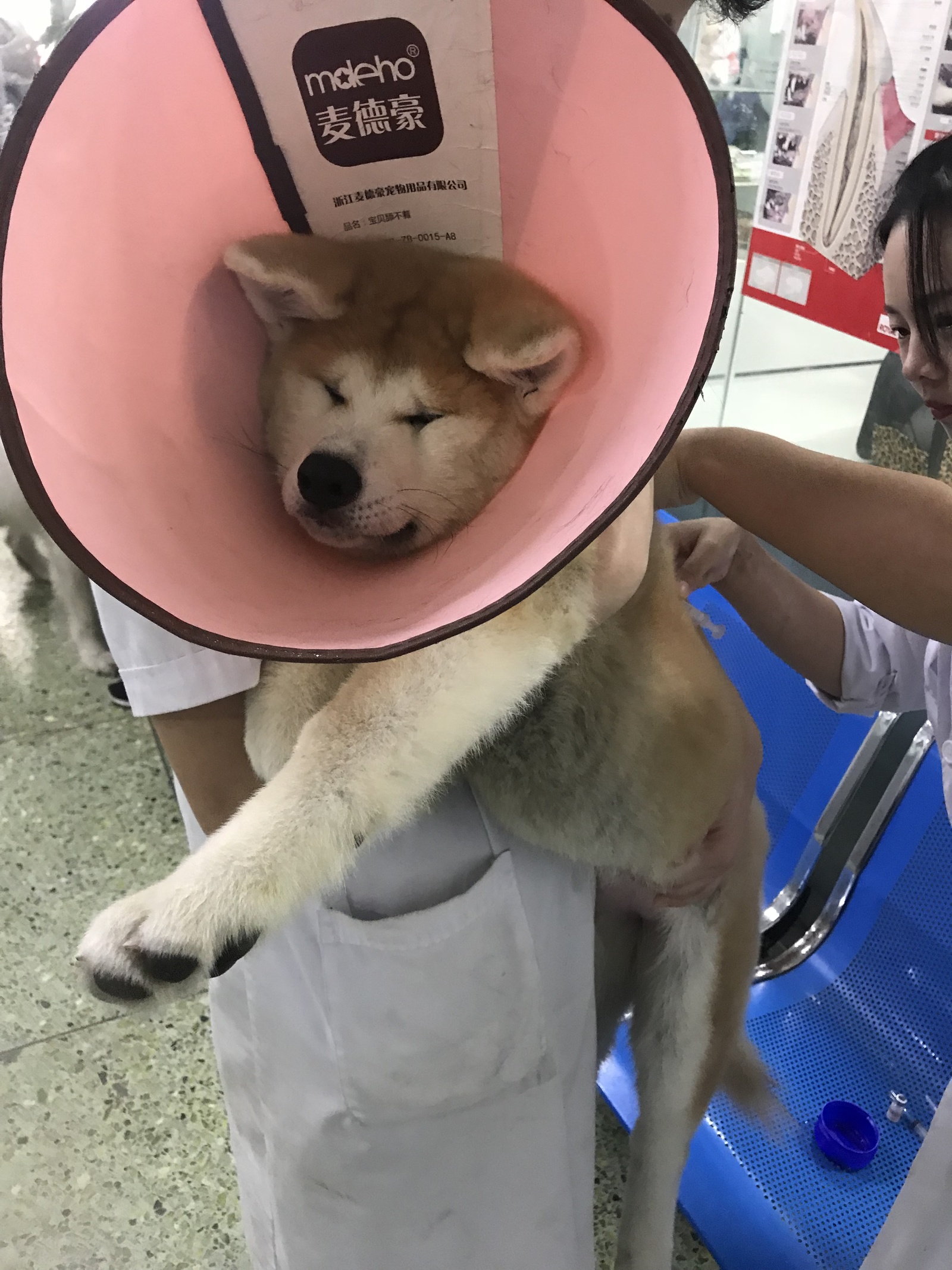 Post a story about how I got my dog ??and about our difficult road from China to Russia) - My, First long post, Akita inu, Travels, Dog, , Long road, , Video, Longpost