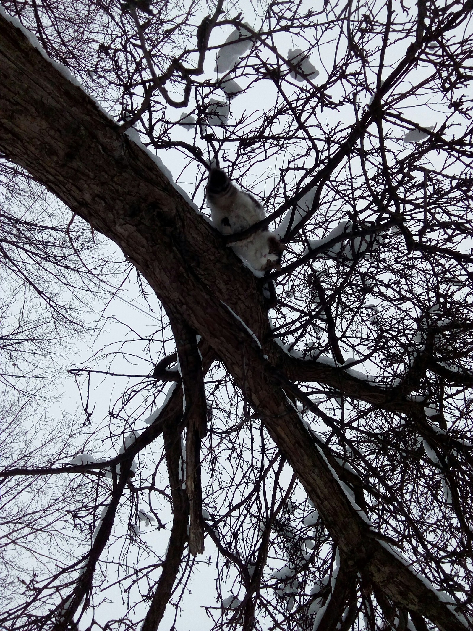 Cat on a tree - cat, Tree, Snow