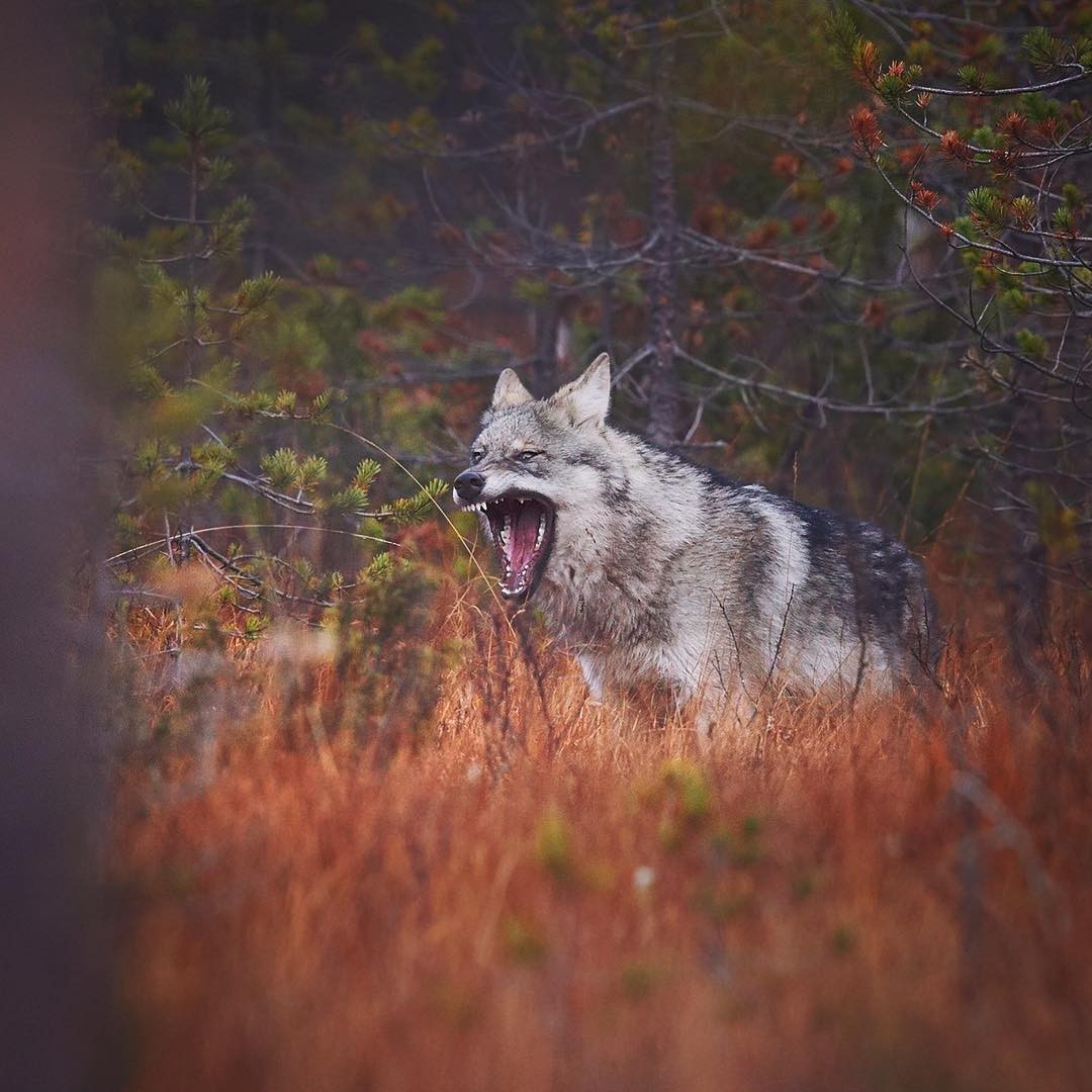 Серый бочок - Фотография, Животные, Волк, Лес, Осень