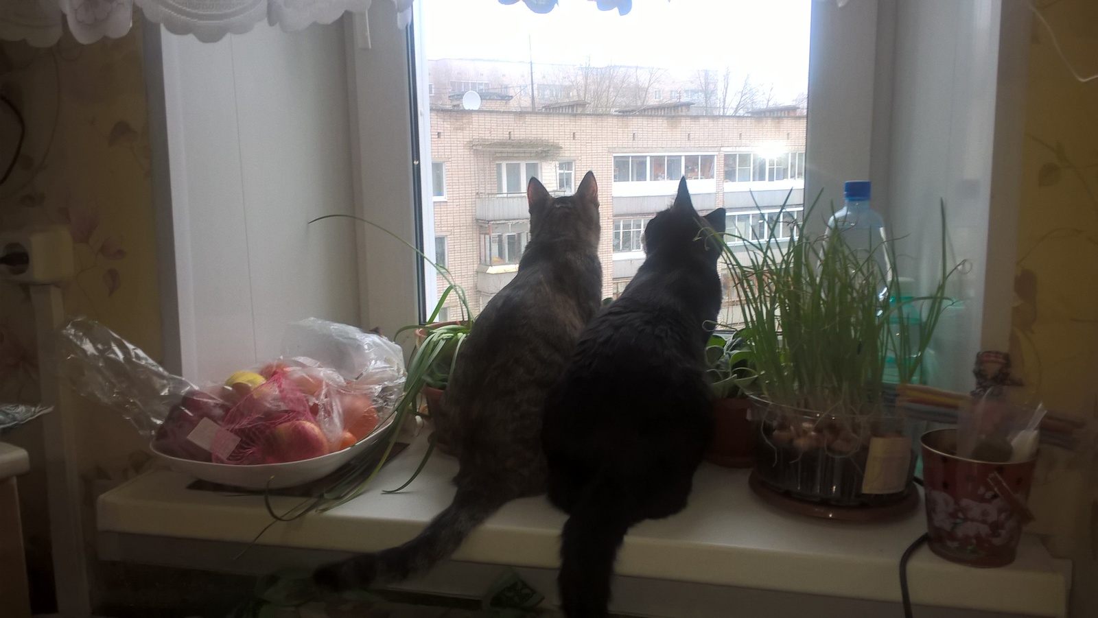 Коты и кошки, которые нас выбирают. Часть 2 - Моё, Кот, Найдено, Длиннопост, Видео