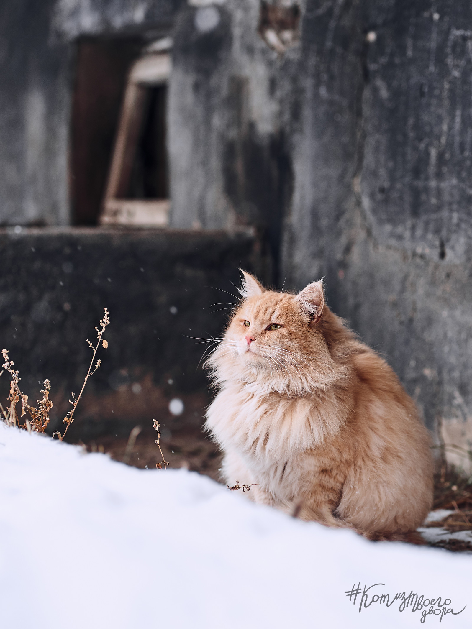 Baton admires winter - My, cat, Animals, Pets, Homeless animals, The photo, Winter, Cur, Photographer