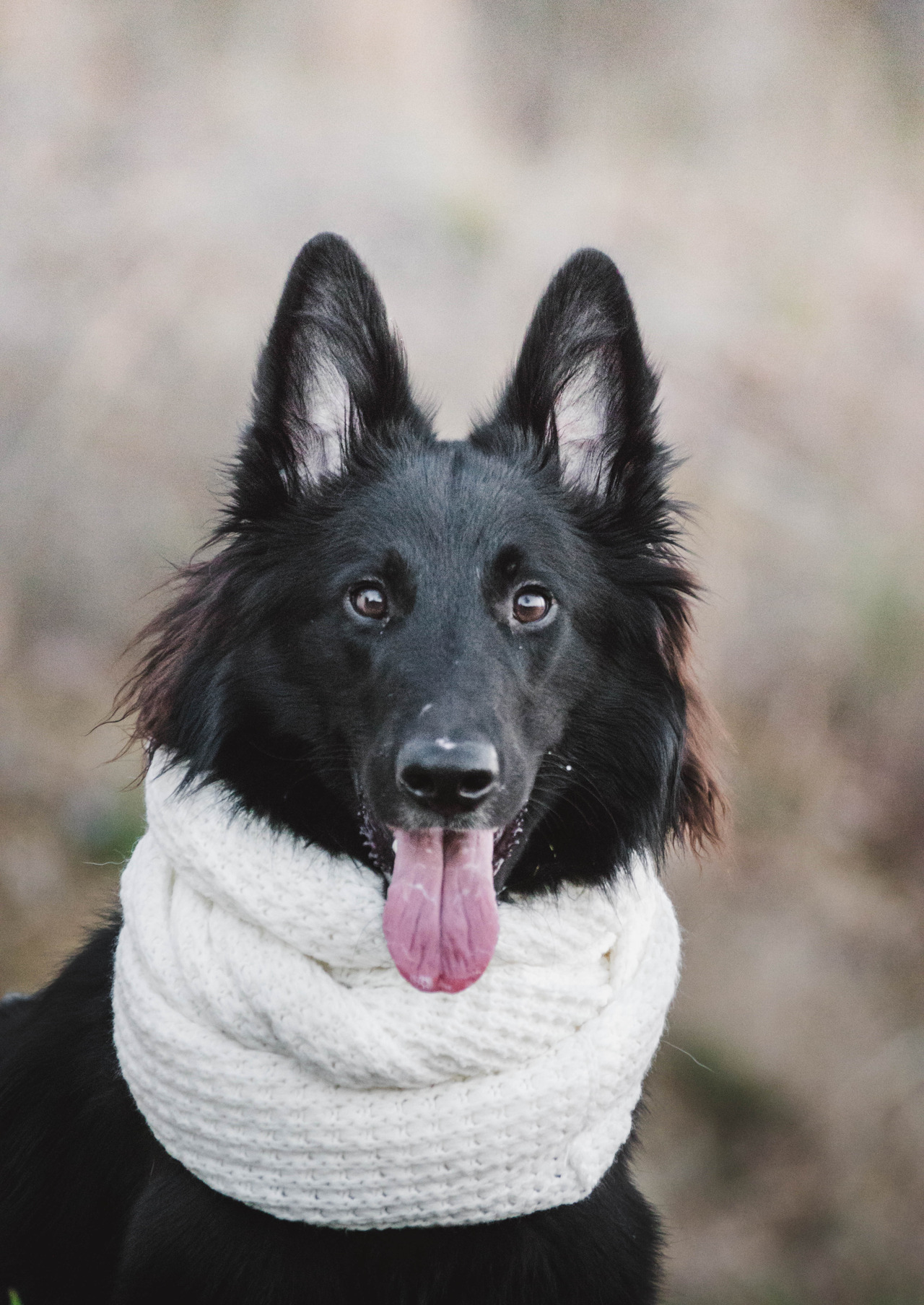 Yin Yang - Animals, , Scarf, Yin Yang, Art, Longpost, Dog