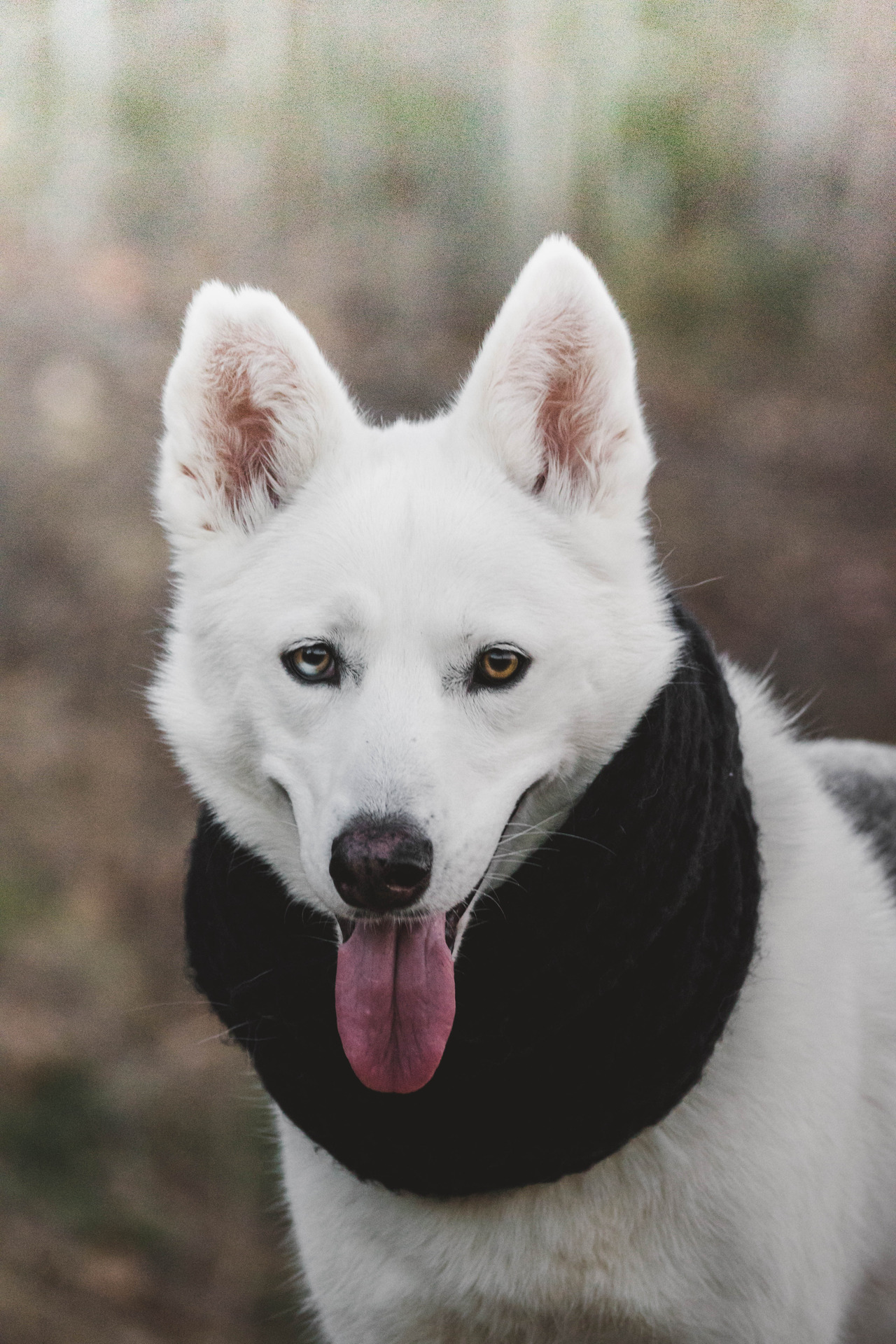 Yin Yang - Animals, , Scarf, Yin Yang, Art, Longpost, Dog