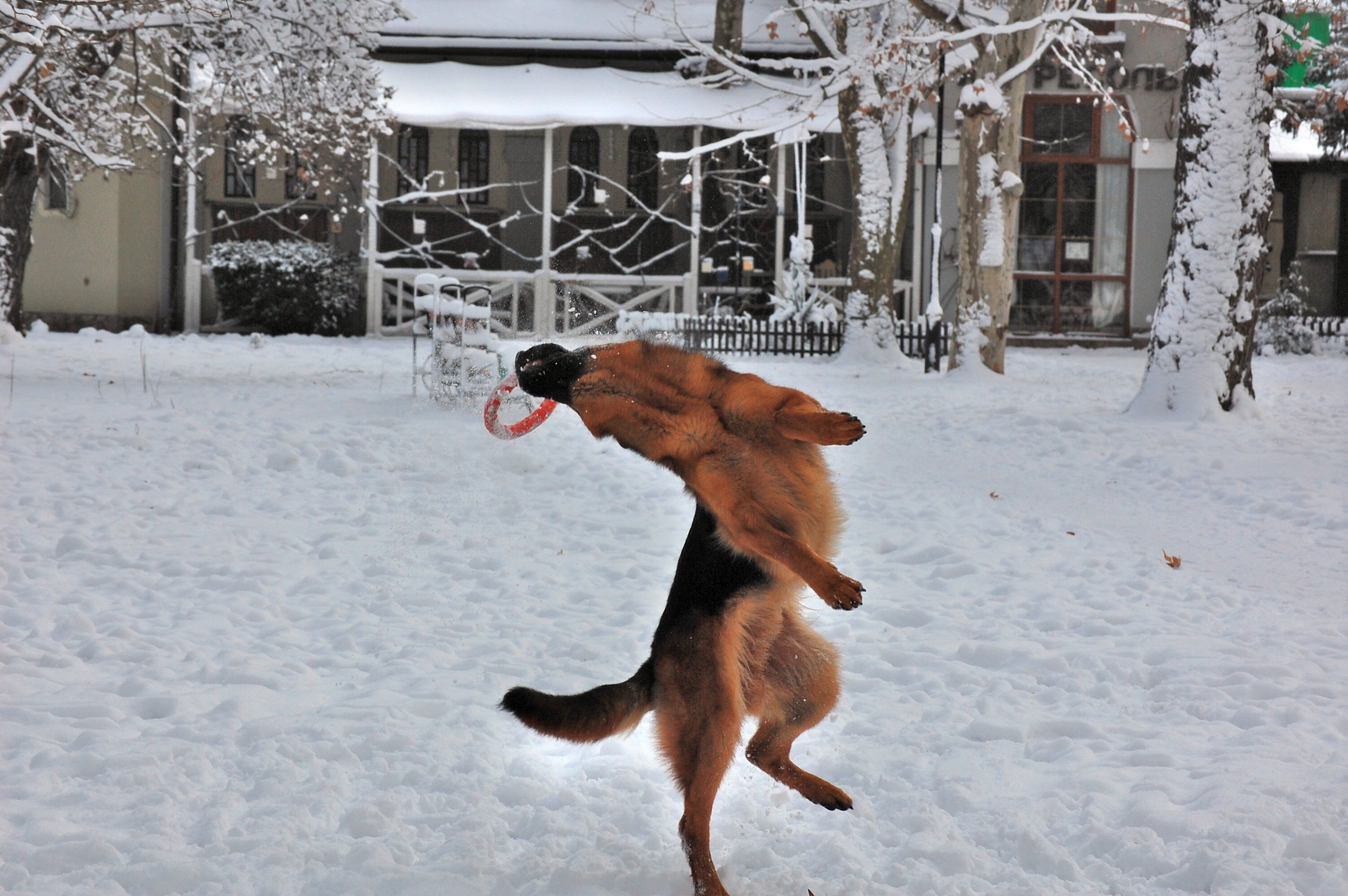 First winter - My, Kodo, German Shepherd, Dog, The photo, Longpost, Winter, Snow