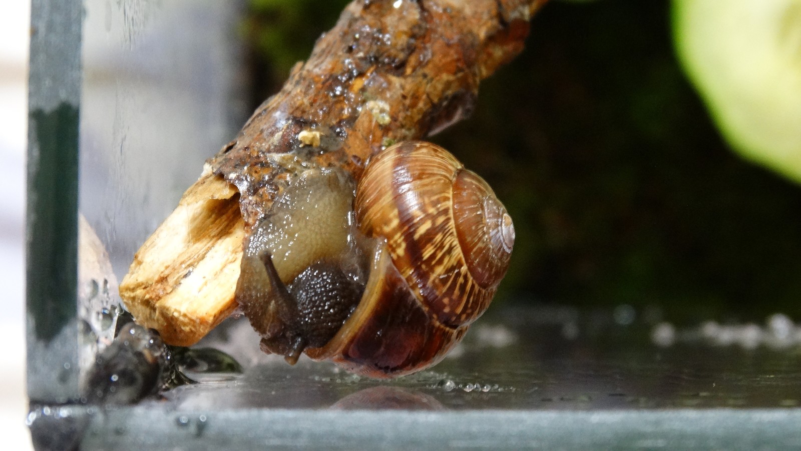 My snails - My, Snail, Pets, Longpost