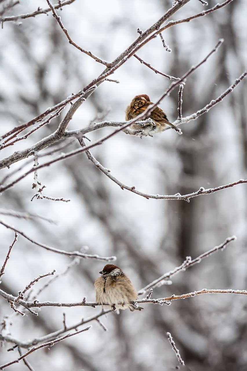 Random winter birds - My, The photo, Birds, Winter, Nature, Longpost