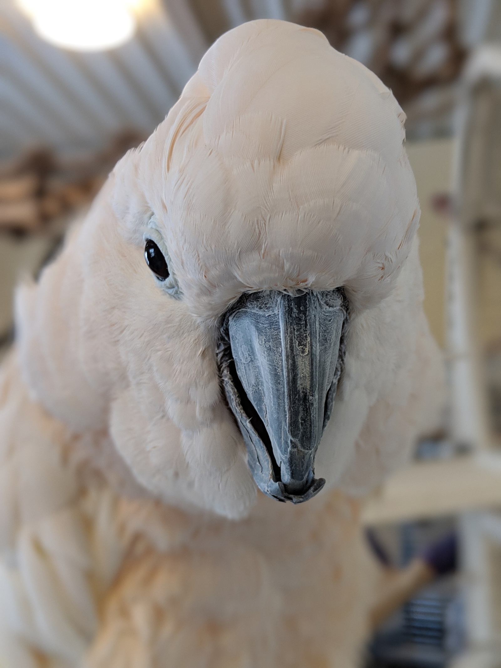 Cockatoo! - My, A parrot, Cockatoo, Shelter, Longpost