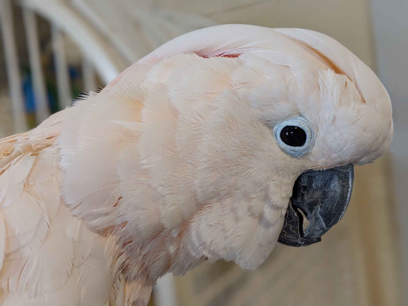 Cockatoo! - My, A parrot, Cockatoo, Shelter, Longpost