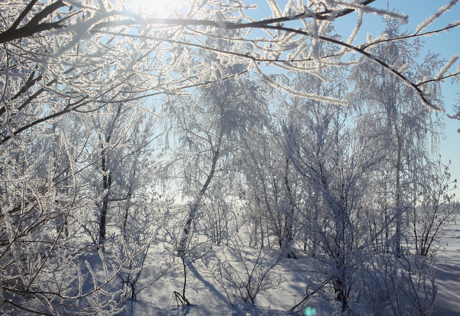 Frost and sun ... - My, Winter, Snow, freezing, Tree, Saratov region, The photo, Beginning photographer, Canon EOS 100d, Longpost