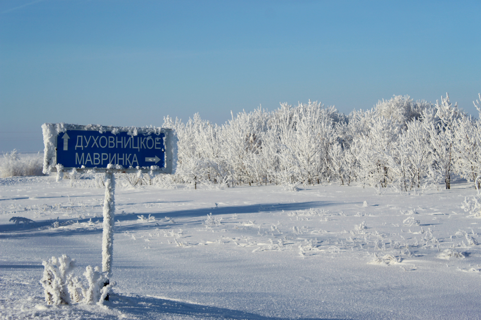 Frost and sun ... - My, Winter, Snow, freezing, Tree, Saratov region, The photo, Beginning photographer, Canon EOS 100d, Longpost