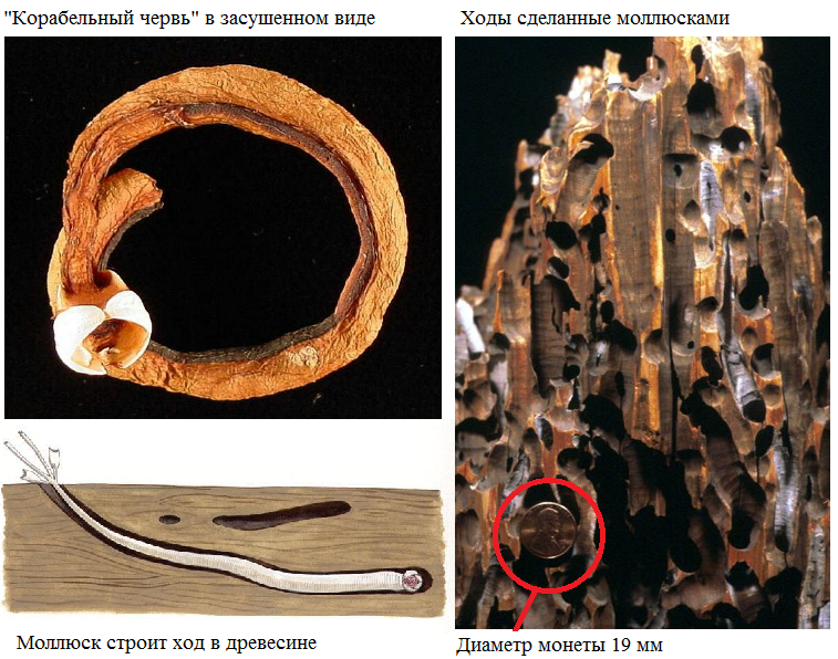 Рисунок корабельный червь