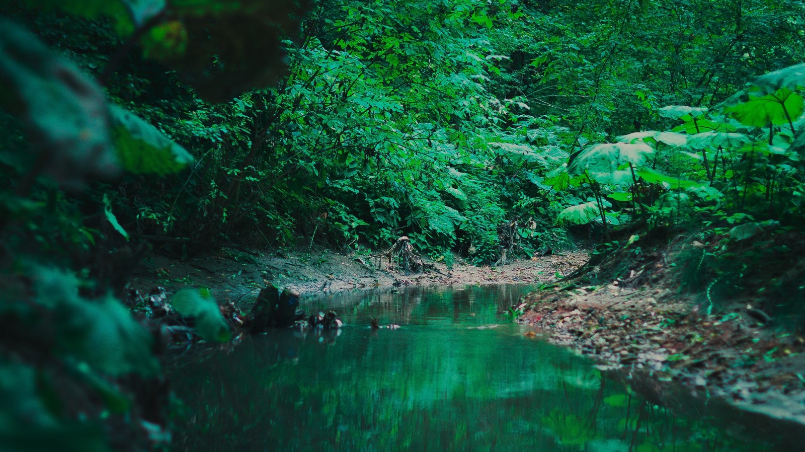 A river in the Chlin forest. Stavropol - My, Stavropol, Forest, River, Nature, Longpost, The photo