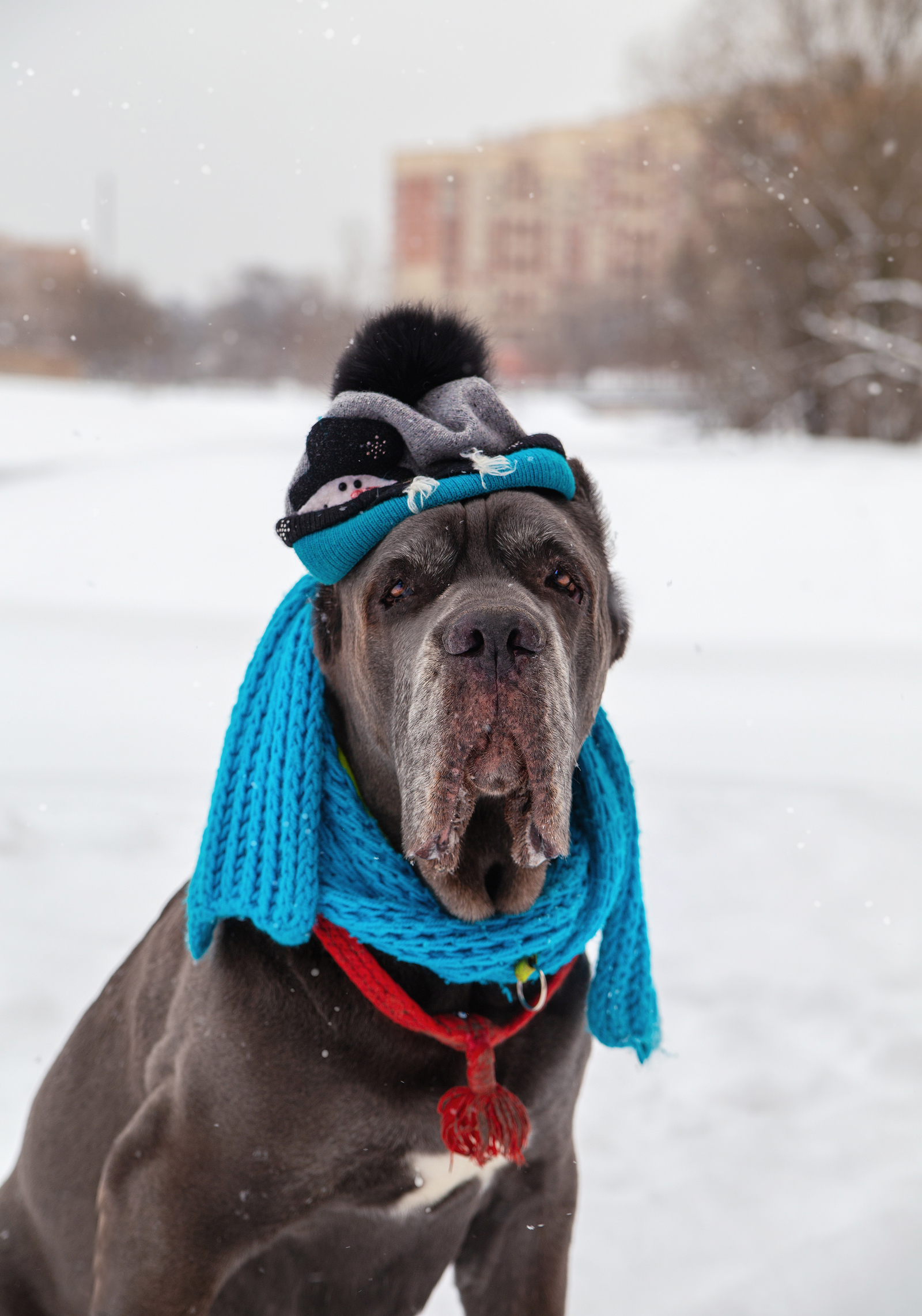 Bone Day! - My, Dog, Cane Corso, Animals, The photo, Dog days, , Longpost