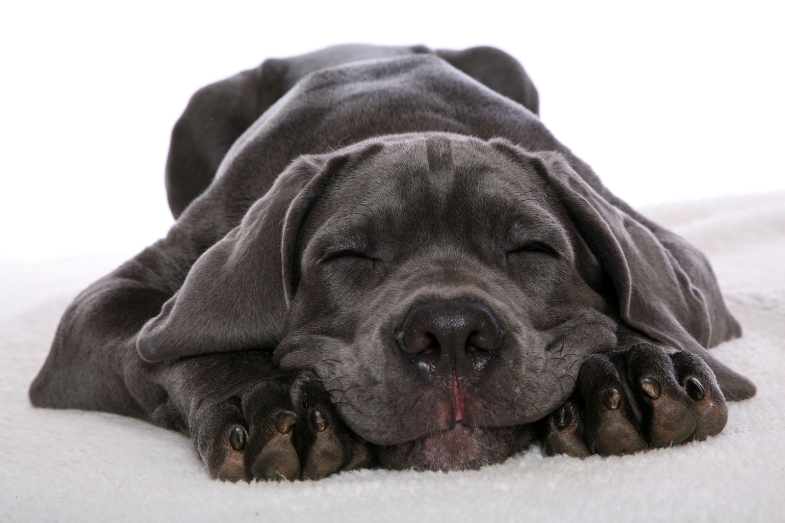 Bone Day! - My, Dog, Cane Corso, Animals, The photo, Dog days, , Longpost