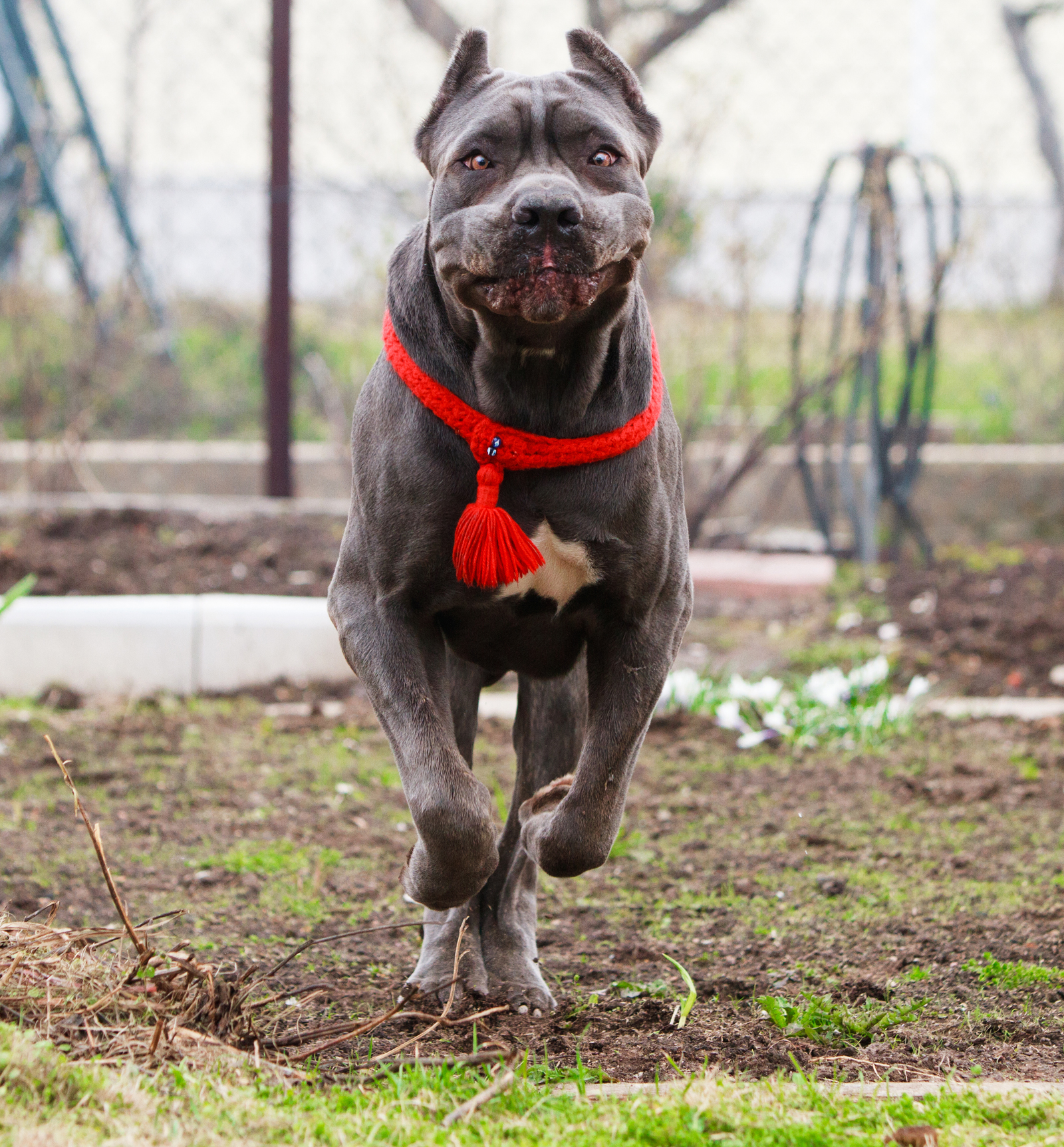 Bone Day! - My, Dog, Cane Corso, Animals, The photo, Dog days, , Longpost