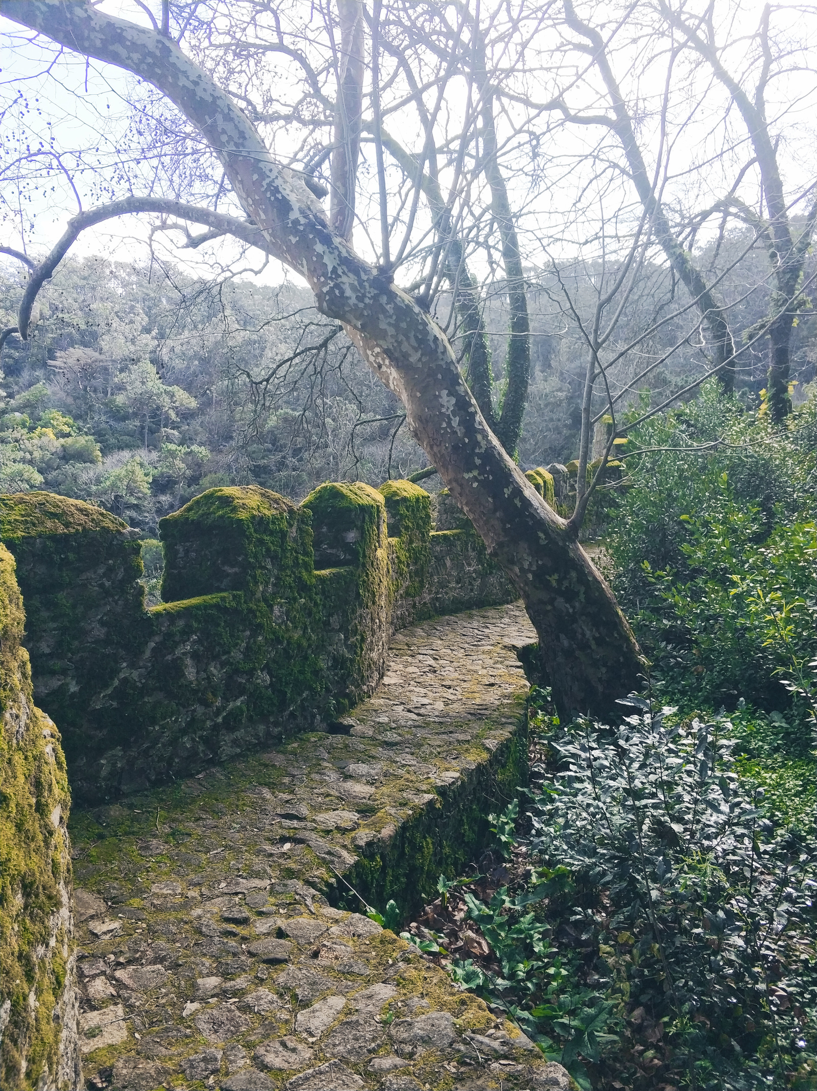 Natural and man-made - My, Mobile photography, Xiaomi, Tree, Fortress, Greenery, Beginning photographer