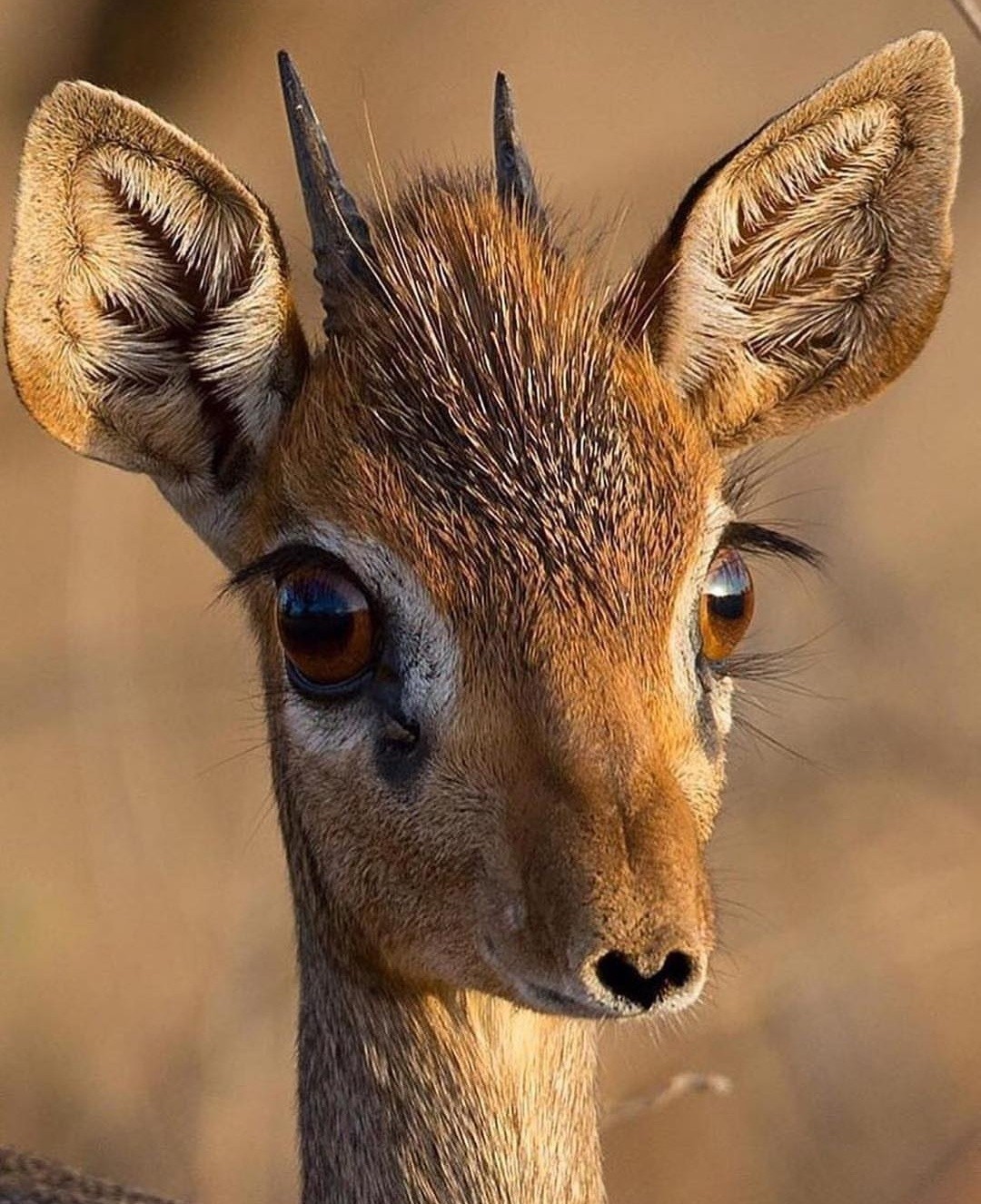 Ku-ku - Animals, The photo, Africa