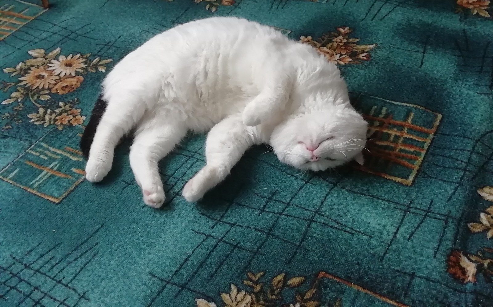 Grandma's cat - My, cat, Pets, Thick, Fluffy, Milota, Fullness