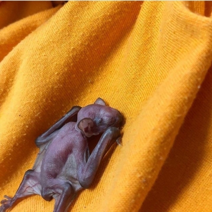 African bat. - Bat, Vet, Vet clinic, Longpost