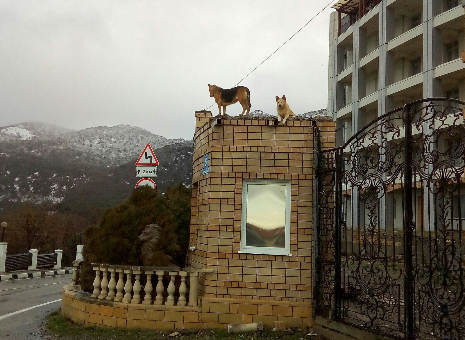 Bullfinches have arrived - My, Dog, Краснодарский Край, Dog days, Milota, On guard