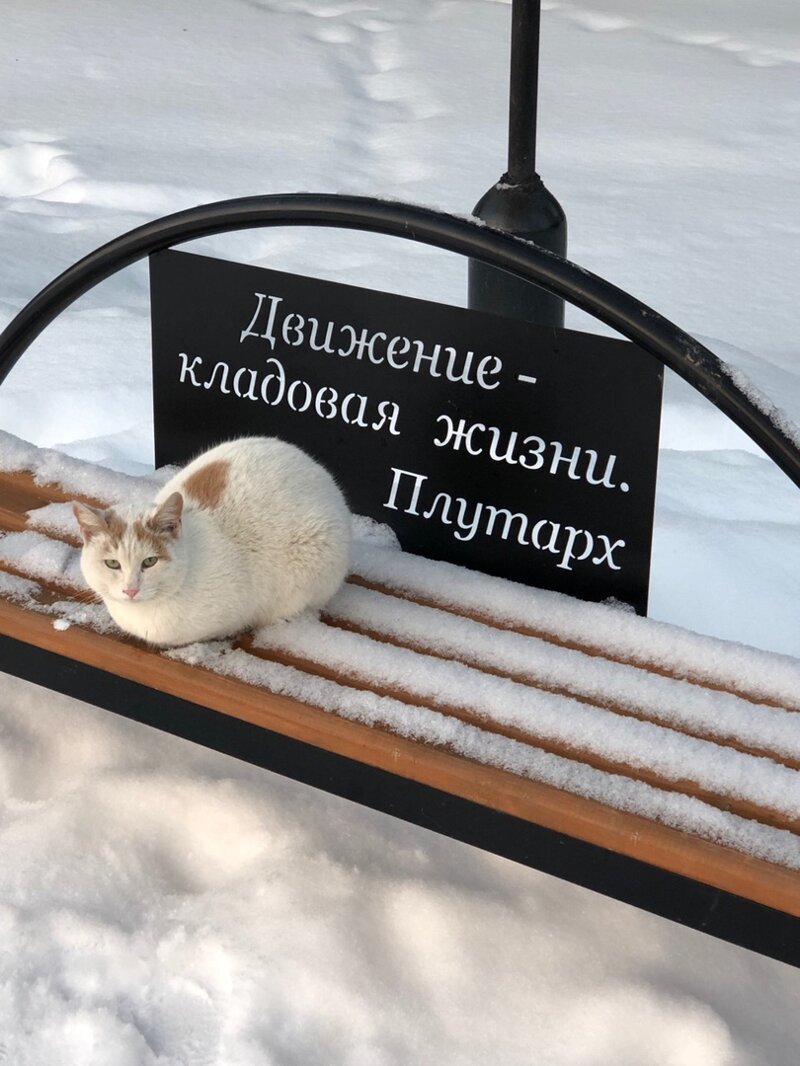 Little philosopher - cat, Catomafia, Philosopher