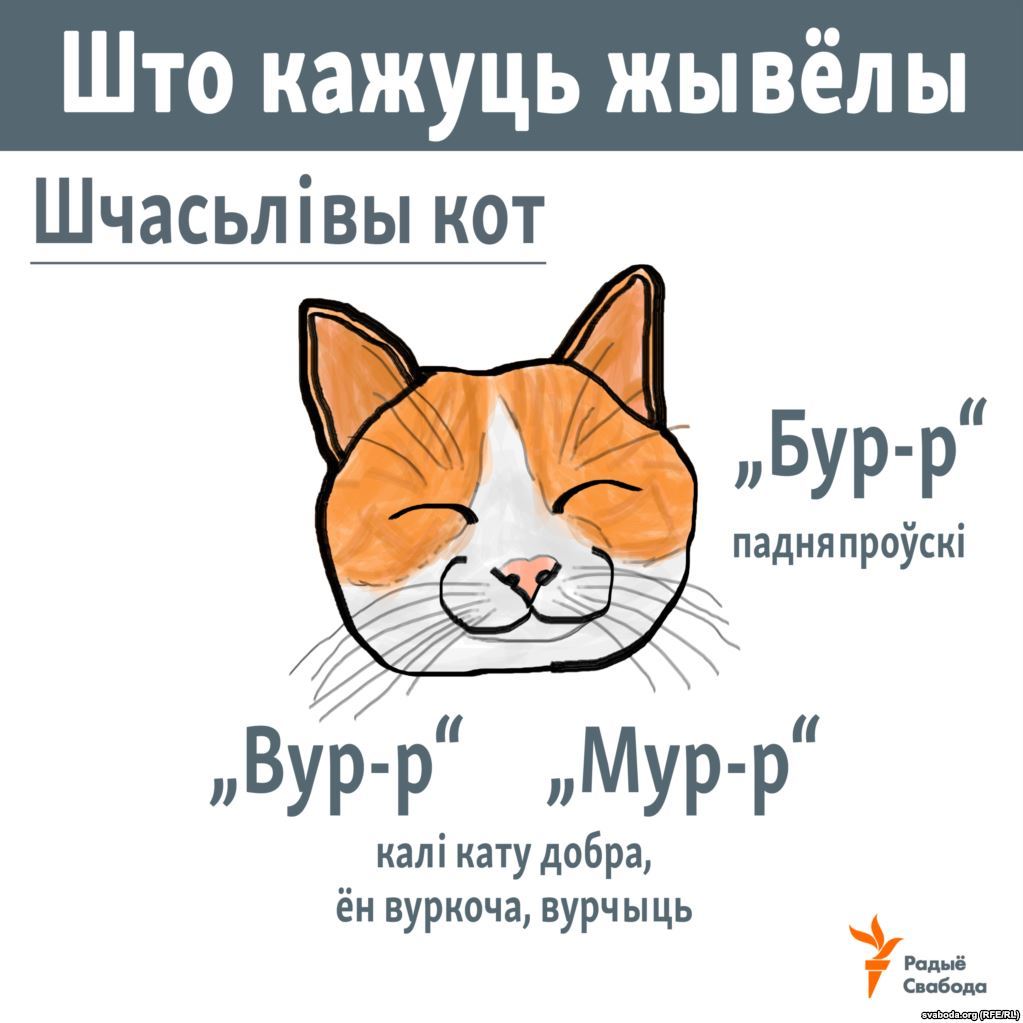 Смех продлевает жизнь!) - Кот, Интересное, Длиннопост