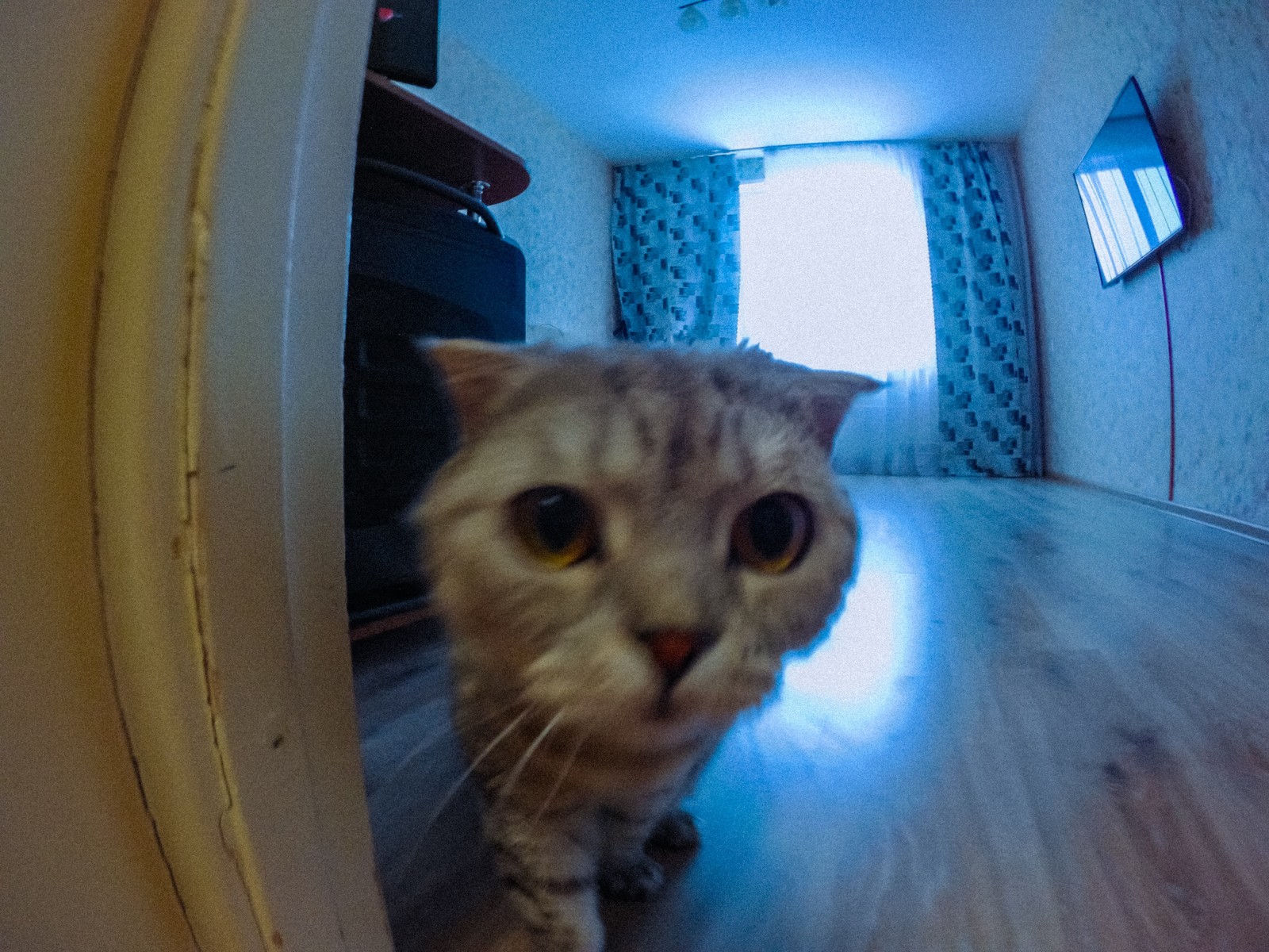 Photo-waggle - My, Dzerzhinsk, The photo, Canon 1300d, Sjcam SJ6 legend, Huawei mate 9, Longpost, cat, Halo