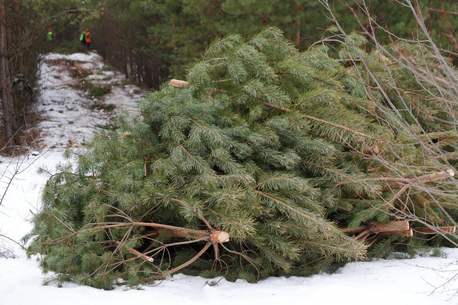 Life after death. Christmas tree - My, Ecology, New Year, Waste recycling