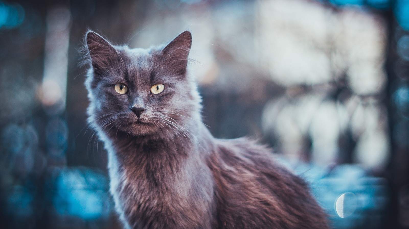 These lovely cats... - My, The photo, cat, Portrait, animal portraits, Longpost