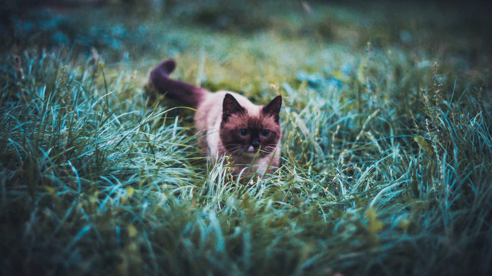 These lovely cats... - My, The photo, cat, Portrait, animal portraits, Longpost