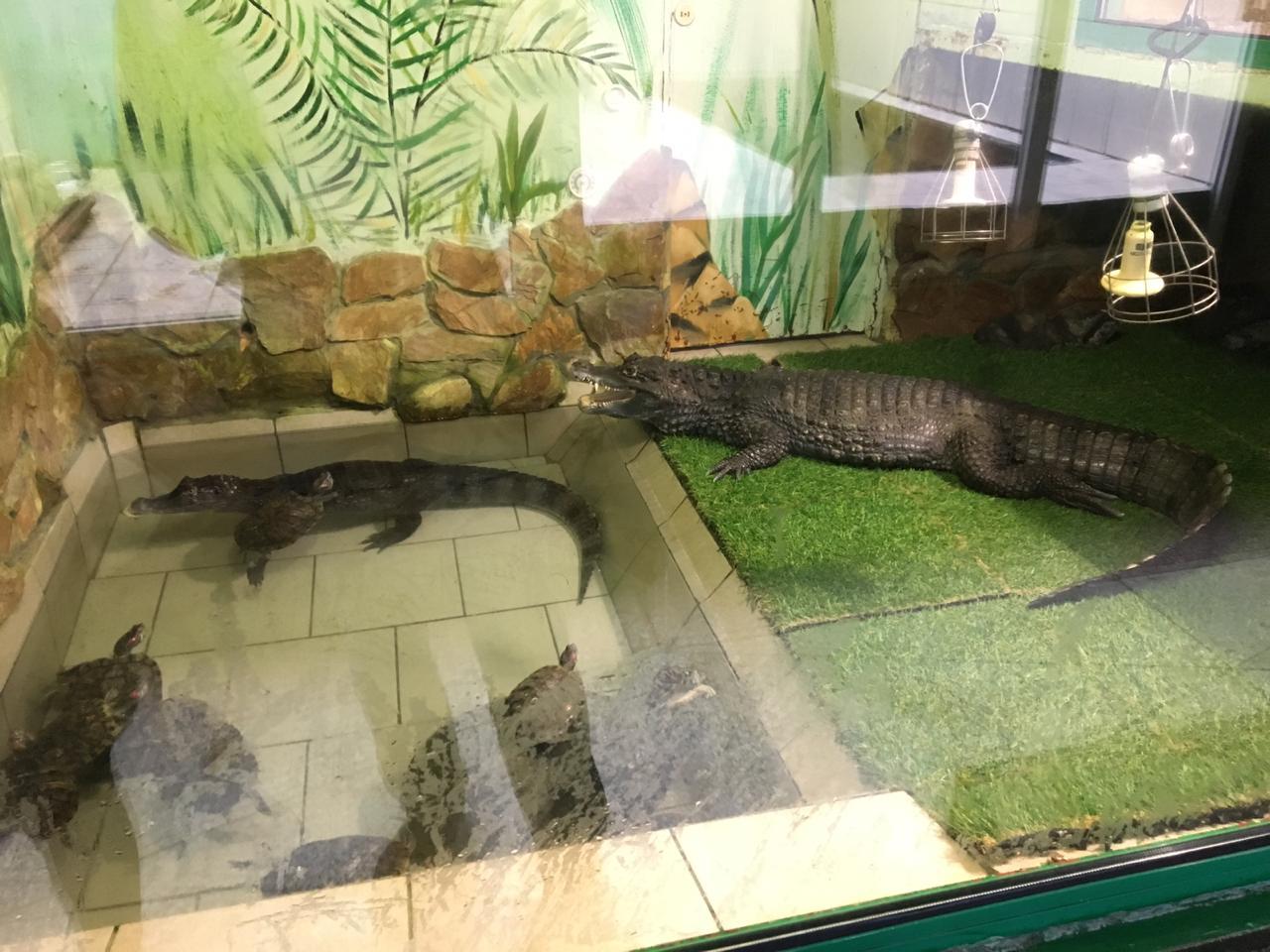 Severe Omsk caiman - My, Omsk, Caiman, Turtle, Saratov vs Omsk