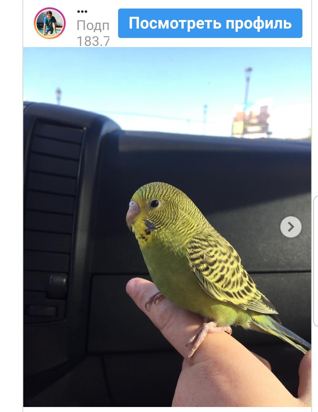 Parrot funeral, but the funeral took an unexpected turn. - Chile, A parrot, Funeral, Unexpected turn, Video, Longpost