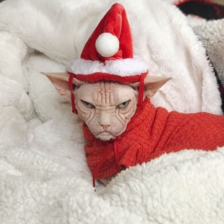 When you realize the holidays are over - In contact with, cat, Holidays are over, Longpost