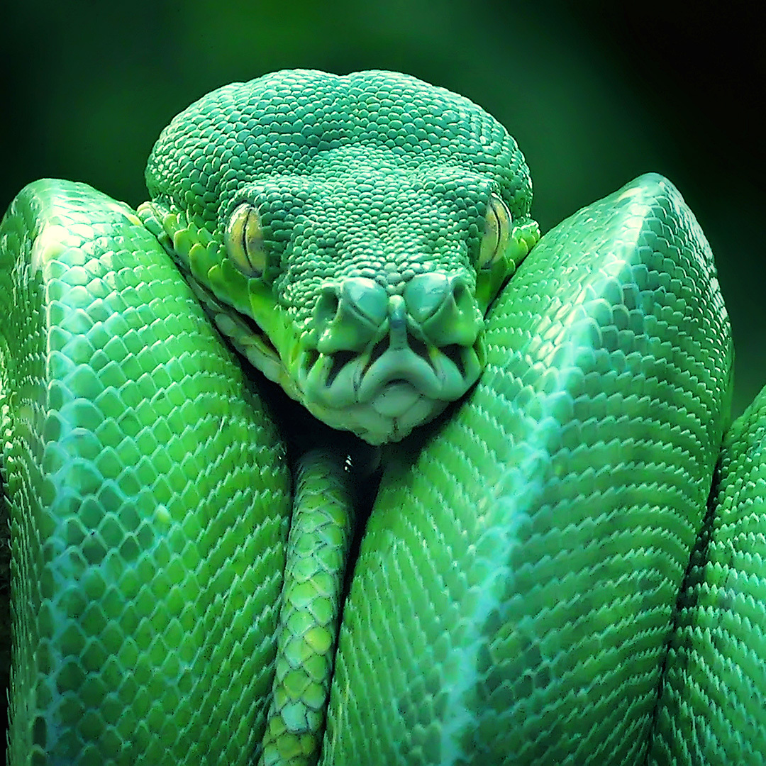 Самая опасная змея на планете фото
