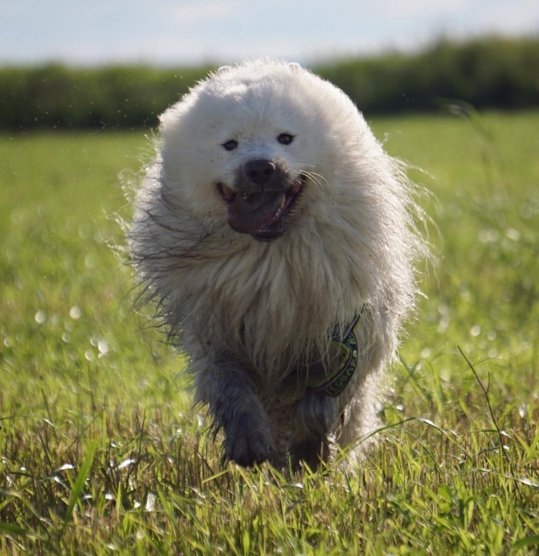 Yay owner!!! - Samoyed, Dog, Filthy, Joy