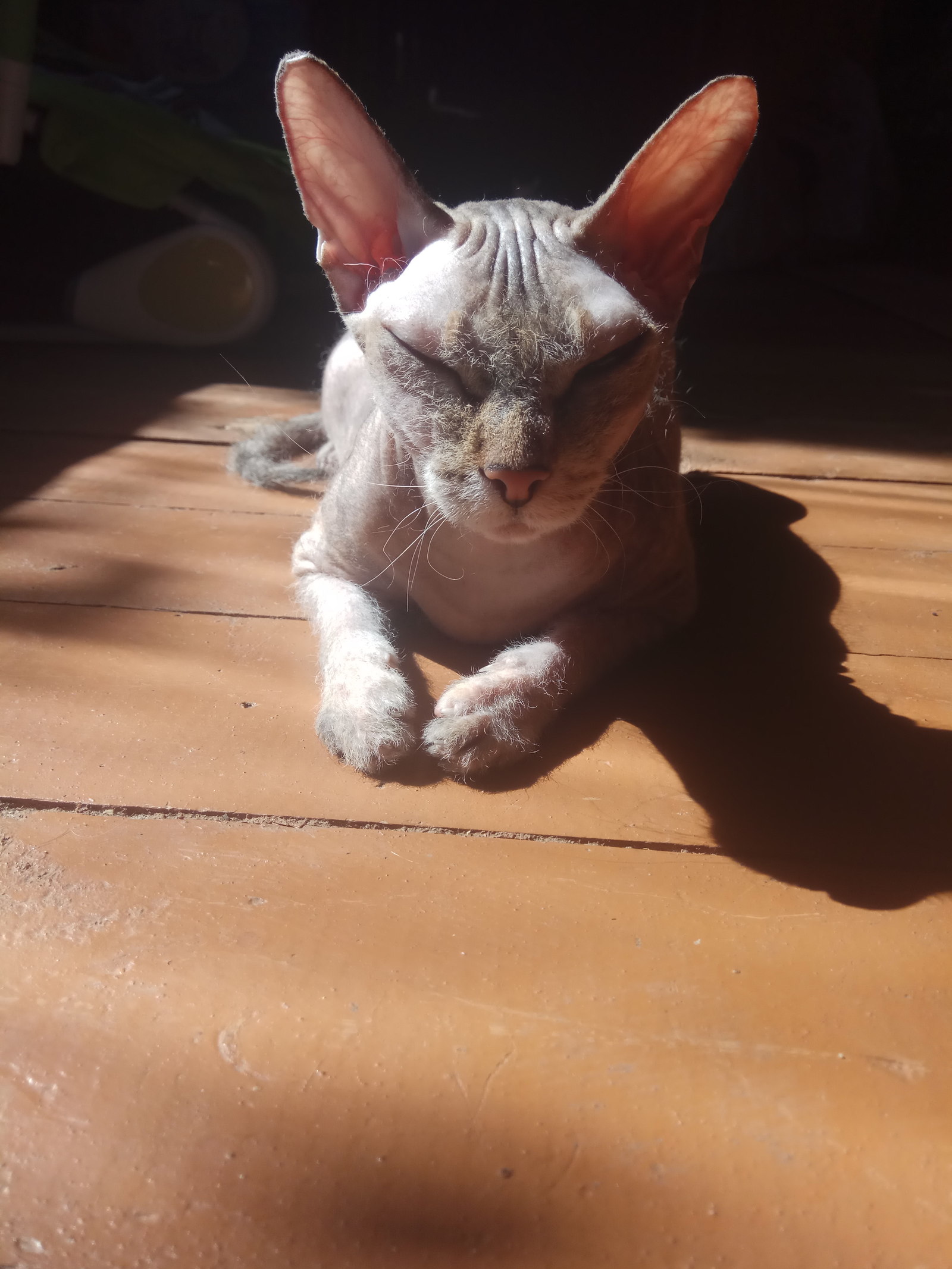 Sphinx - Sylvia - My, Sphinx, cat, Longpost