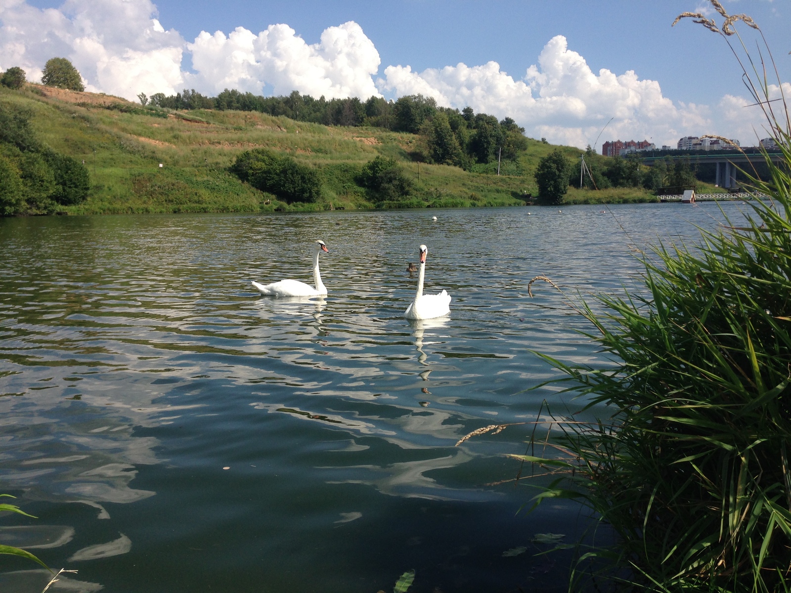 Swan geese - My, Romashkovo, , Longpost