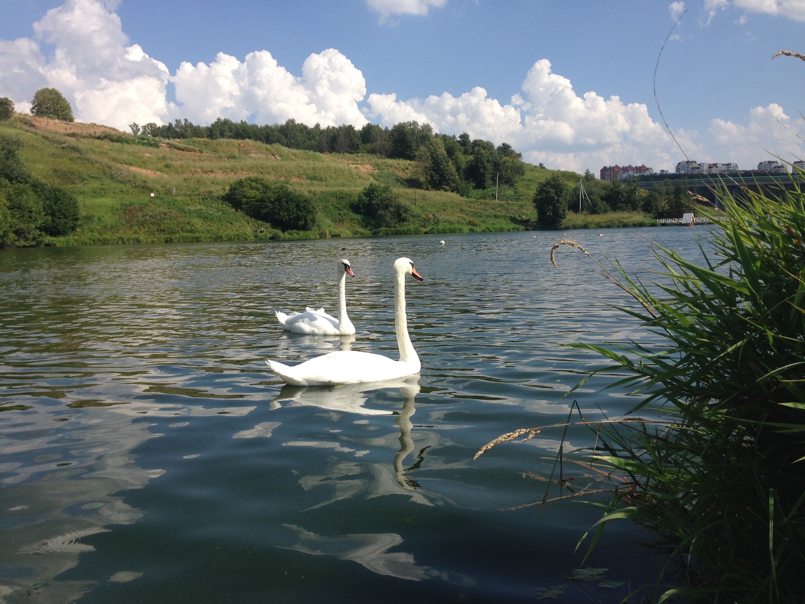 Swan geese - My, Romashkovo, , Longpost