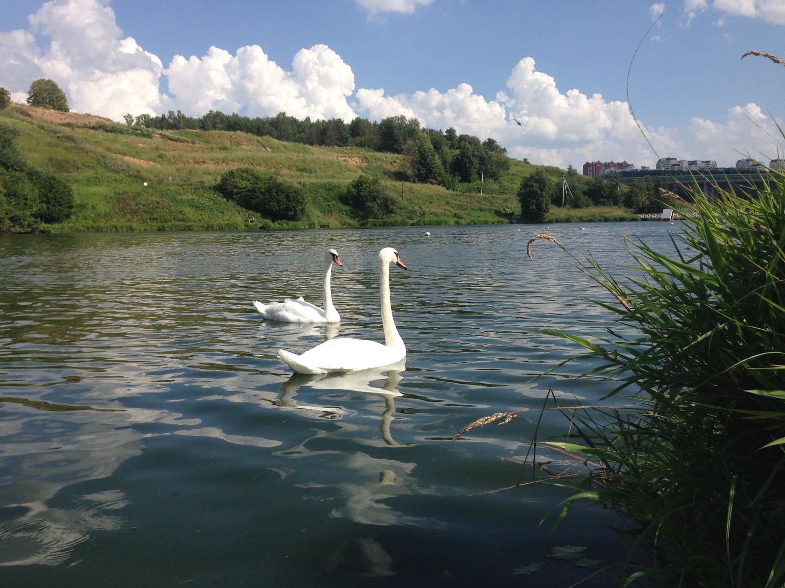 Swan geese - My, Romashkovo, , Longpost